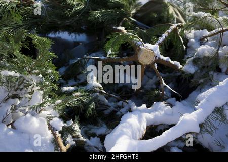 Utilisé des arbres de noël dans une benne à ordures après les vacances Banque D'Images