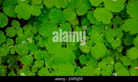 Macro des gouttes de rosée sur les feuilles de plantes succulentes Banque D'Images