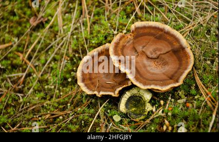 Vue de dessus champignon de chaga curatif sur le tronc vieux bouleau gros plan.Croissance des champignons parasites rouges sur l'arbre.Arrière-plan bokeh. Banque D'Images