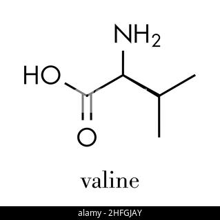 Molécule d'acide aminé valine (l-valine, Val, V). Formule du squelette. Illustration de Vecteur