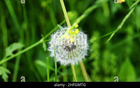 Petits anges ou pissenlits dans un jardin à Barcelone, Catalunya, Espagne, Europe Banque D'Images