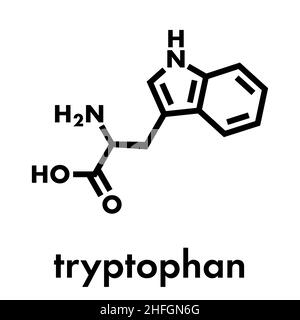 Molécule d'acide aminé tryptophane (l-tryptophane, TRP, W). Formule du squelette. Illustration de Vecteur