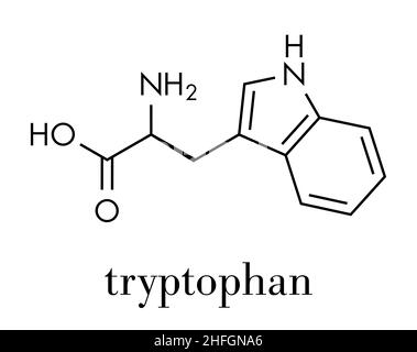 Molécule d'acide aminé tryptophane (l-tryptophane, TRP, W). Formule du squelette. Illustration de Vecteur