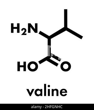 Molécule d'acide aminé valine (l-valine, Val, V). Formule du squelette. Illustration de Vecteur