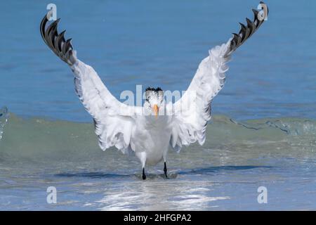 Adulte de la Royal tern, Thalasseus maximus, baignade dans les eaux peu profondes sur la côte, Floride, États-Unis Banque D'Images