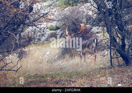 Le cerf de Virginie dans son habitat naturel Banque D'Images