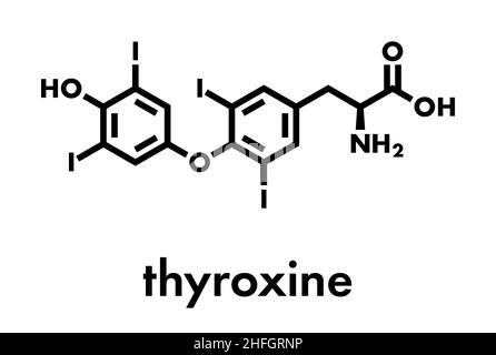 Thyroxine (T4, lévothyroxine) molécule d'hormone thyroïdienne. Prohormone de la thyronine (T3). Utilisé comme médicament pour traiter l'hypothyroïdie. Formule du squelette. Illustration de Vecteur