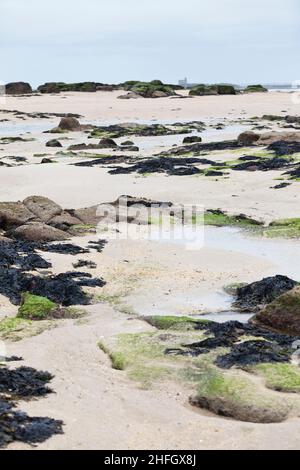 Plage à marée basse à l'île Tathiou près de St Vaast la Hougue en Normandie Banque D'Images