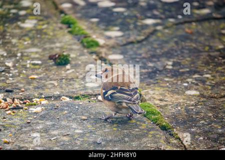 Un chaffinch mâle (Fringilla coelebs) dînant sur des aliments pour oiseaux éparpillés sur des dalles de patio de jardin Banque D'Images