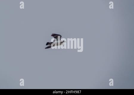 Pigeon en bois commun (Columba palumbus) en vol sous un ciel d'hiver Banque D'Images