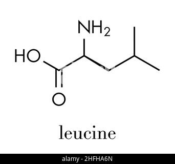 Molécule d'acide aminé leucine (l-leucine, Leu, L). Formule du squelette. Illustration de Vecteur