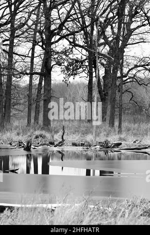 Formation de glace sur l'étang dans les bois Banque D'Images