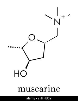 La Muscarine molécule de toxines de champignons. L'agoniste des récepteurs muscariniques de l'acétylcholine. Formule topologique. Illustration de Vecteur