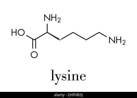 Molécule d'acide aminé lysine (l-lysine, lys, K). Formule du squelette. Illustration de Vecteur