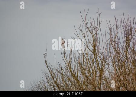 Kestrel adulte sauvage (Falco tinnunculus) oiseau de proie rapateur regardant vers le bas d'une haute perchaude Banque D'Images