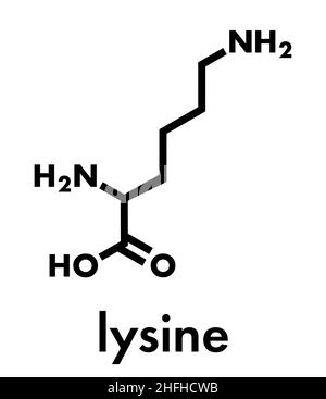 Molécule d'acide aminé lysine (l-lysine, lys, K). Formule du squelette. Illustration de Vecteur