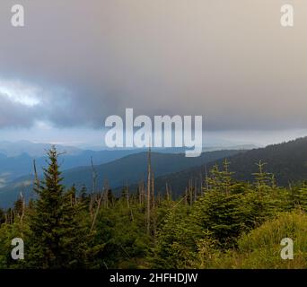 Environnement changeant au Clingmans Dome, dans le parc national des Great Smoky Mountains Banque D'Images