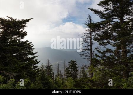 Environnement changeant au Clingmans Dome, dans le parc national des Great Smoky Mountains Banque D'Images