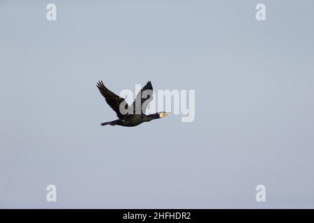 Grand cormorant (Phalacrocorax carbo) adulte volant Banque D'Images