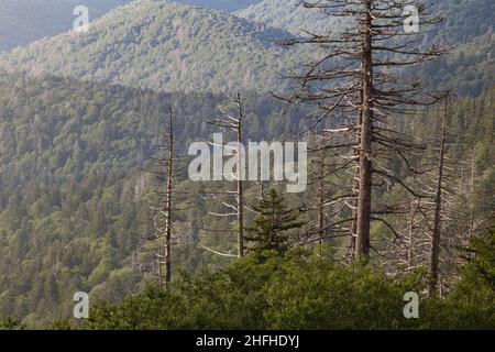 Environnement changeant au Clingmans Dome, dans le parc national des Great Smoky Mountains Banque D'Images