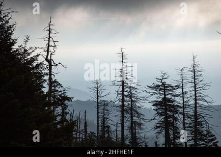 Environnement changeant au Clingmans Dome, dans le parc national des Great Smoky Mountains Banque D'Images