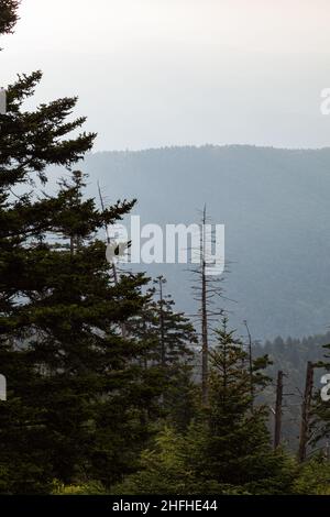 Environnement changeant au Clingmans Dome, dans le parc national des Great Smoky Mountains Banque D'Images