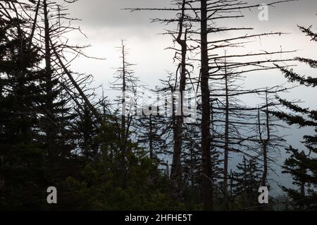 Environnement changeant au Clingmans Dome, dans le parc national des Great Smoky Mountains Banque D'Images