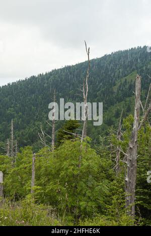 Environnement changeant au Clingmans Dome, dans le parc national des Great Smoky Mountains Banque D'Images