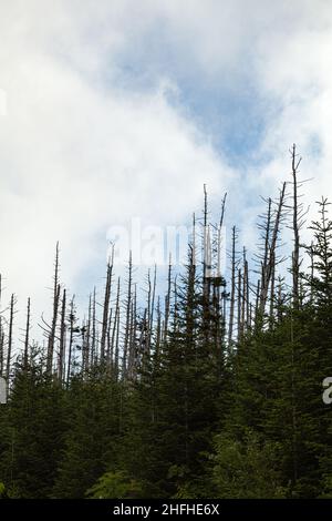 Environnement changeant au Clingmans Dome, dans le parc national des Great Smoky Mountains Banque D'Images