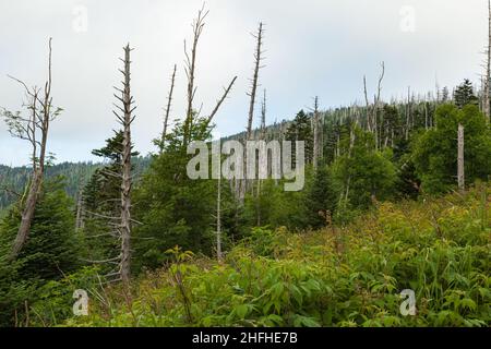 Environnement changeant au Clingmans Dome, dans le parc national des Great Smoky Mountains Banque D'Images