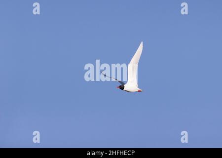 Goéland méditerranéen (Larus melanocephalus) reproduisant le plumage adulte volant Banque D'Images