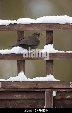 Oiseau noir commun (Turdus merula) adulte femelle perchée sur un treillis recouvert de neige Banque D'Images