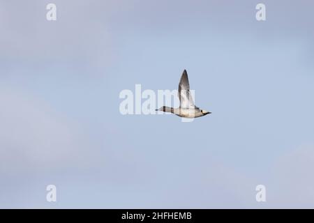 Bleu sarcelle (Anas crecca) adulte mâle volant Banque D'Images