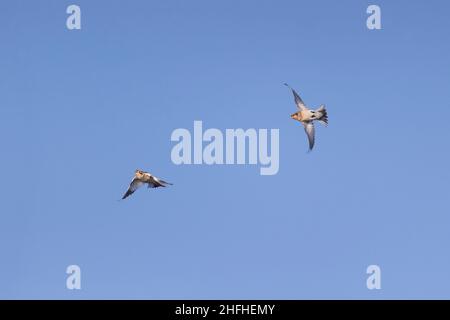 Déneigement Plectrophenax nivalis, 2 adultes en plumage d'hiver volant, Suffolk, Angleterre, janvier Banque D'Images