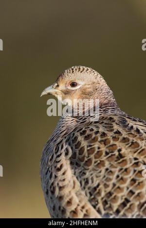 Faisan commun (Phasianus colchicus) Portrait de femme adulte Banque D'Images