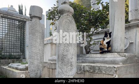 Chat de rue assis sur une tombe historique de l'Islam musulman dans le cimetière d'Eyup, Istanbul, Turquie Banque D'Images