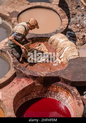 Fès, Maroc - avril 2018 : Tanner travaillant dans les pots de teinture de Chouara Tannery peignant des cuirs d'animaux.Puits ronds en pierre remplis de colorant ou de blanc Twin Banque D'Images