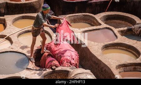 Fès, Maroc - avril 2018 : Tanner travaillant dans les pots de teinture de Chouara Tannery peignant des cuirs d'animaux.Puits ronds en pierre remplis de colorant ou de blanc Twin Banque D'Images