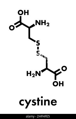 Molécule de cystine.Dimère oxydée de la cystéine d'acide aminé.Formule squelettique. Illustration de Vecteur