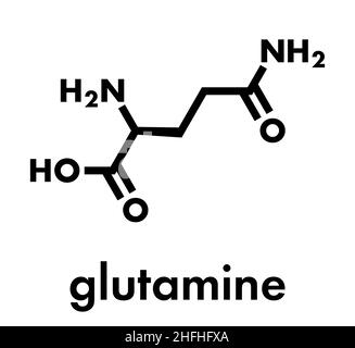 Molécule d'acide aminé glutamine (l-glutamine, Gln, Q). Formule du squelette. Illustration de Vecteur