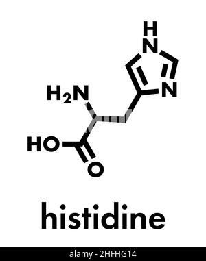 Histidine (l-histidine, His, H) molécule d'acides aminés. Formule du squelette. Illustration de Vecteur