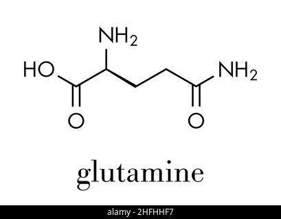 Molécule d'acide aminé glutamine (l-glutamine, Gln, Q). Formule du squelette. Illustration de Vecteur
