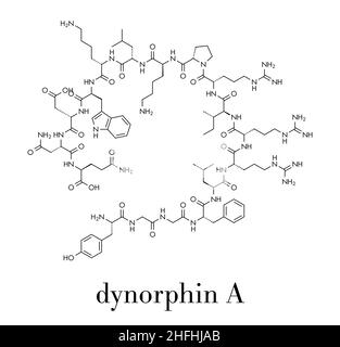 La dynorphine un peptide opioïde endogène molécule. Formule topologique. Illustration de Vecteur