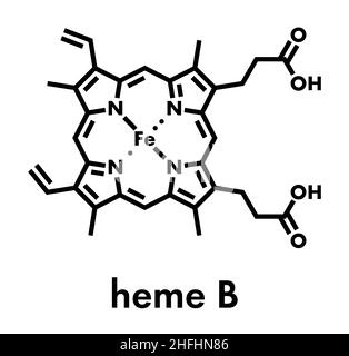 L'Heme B (l'hème B) molécule. Est une composante essentielle de l'hème de l'hémoglobine, la myoglobine, cytochrome, catalase et autres métalloprotéines. Formule topologique. Illustration de Vecteur