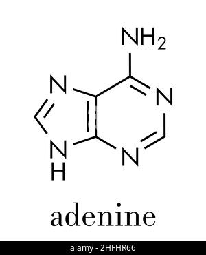 Molécule de nucléobase purine (A, adénine). Base présente dans l'ADN et l'ARN. Formule du squelette. Illustration de Vecteur