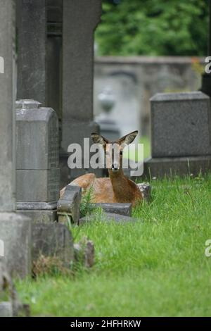 Cerf dans un cimetière de ville Banque D'Images