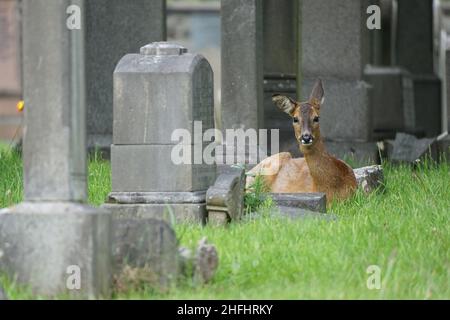 Cerf dans un cimetière de ville Banque D'Images