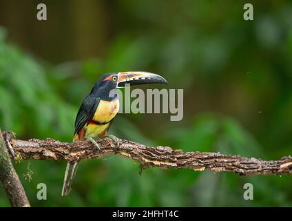 (Pteroglossus Aracari à collier torquatus) Banque D'Images