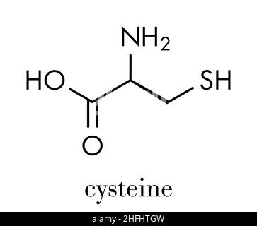 Molécule d'acides aminés cystéine (l-cystéine, Cys, C). Formule du squelette. Illustration de Vecteur