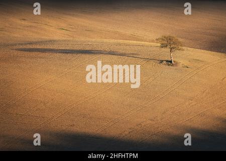 Arbre solitaire et son ombre longue dans un champ labouré dans la campagne toscane au coucher du soleil.Italie Banque D'Images